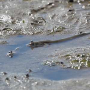 Oxudercinae (subfamily) at Wellington Point, QLD - 20 Dec 2023