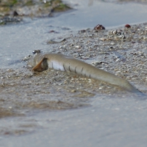 Oxudercinae (subfamily) at Wellington Point, QLD - 20 Dec 2023 09:01 AM