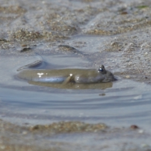 Oxudercinae (subfamily) at Wellington Point, QLD - 20 Dec 2023 09:01 AM