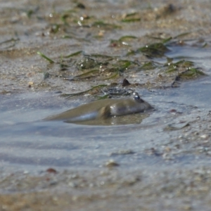 Oxudercinae (subfamily) at Wellington Point, QLD - 20 Dec 2023 09:01 AM