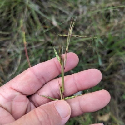 Cymbopogon refractus (Barbed-wire Grass) at Stromlo, ACT - 20 Dec 2023 by brettguy80