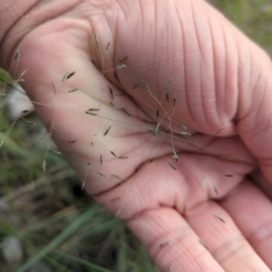 Eragrostis curvula at Bluetts Block (402, 403, 12, 11) - 21 Dec 2023