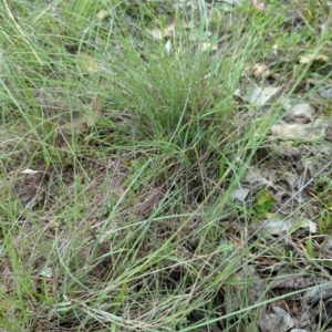 Eragrostis curvula at Bluetts Block (402, 403, 12, 11) - 21 Dec 2023