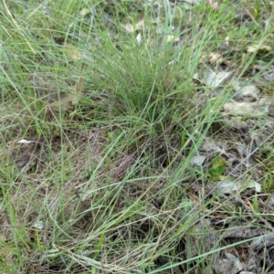 Eragrostis curvula at Block 402 - 21 Dec 2023