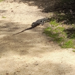 Varanus varius (Lace Monitor) at Green Cape, NSW - 18 Dec 2023 by VanceLawrence