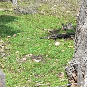 Varanus varius at Ben Boyd National Park - 18 Dec 2023