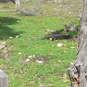 Varanus varius at Ben Boyd National Park - 18 Dec 2023