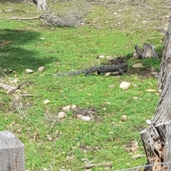 Varanus varius at Ben Boyd National Park - suppressed