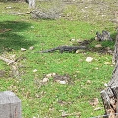 Varanus varius at Ben Boyd National Park - 18 Dec 2023