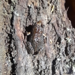 Crinia signifera (Common Eastern Froglet) at Green Cape, NSW - 18 Dec 2023 by VanceLawrence