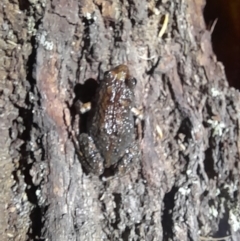 Crinia signifera at Ben Boyd National Park - 18 Dec 2023