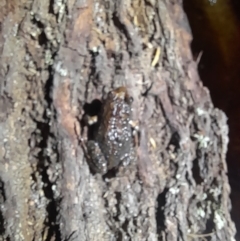 Crinia signifera at Ben Boyd National Park - 18 Dec 2023