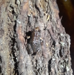 Crinia signifera at Beowa National Park - 18 Dec 2023 08:47 PM