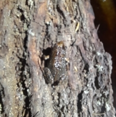 Crinia signifera at Ben Boyd National Park - 18 Dec 2023