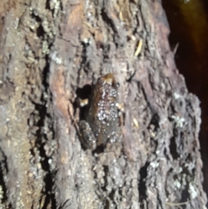 Crinia signifera at Beowa National Park - 18 Dec 2023 08:47 PM