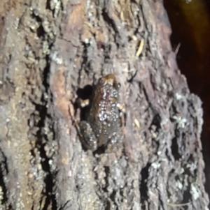 Crinia signifera at Ben Boyd National Park - 18 Dec 2023