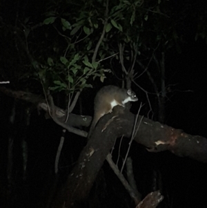 Pseudocheirus peregrinus at Ben Boyd National Park - 18 Dec 2023