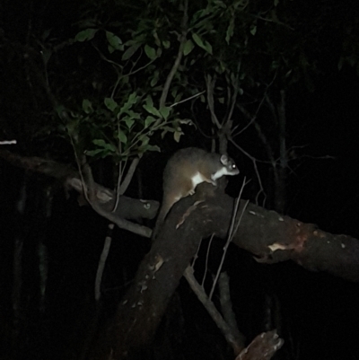 Pseudocheirus peregrinus (Common Ringtail Possum) at Green Cape, NSW - 18 Dec 2023 by VanceLawrence