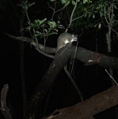 Pseudocheirus peregrinus at Ben Boyd National Park - 18 Dec 2023