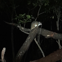 Pseudocheirus peregrinus at Ben Boyd National Park - 18 Dec 2023