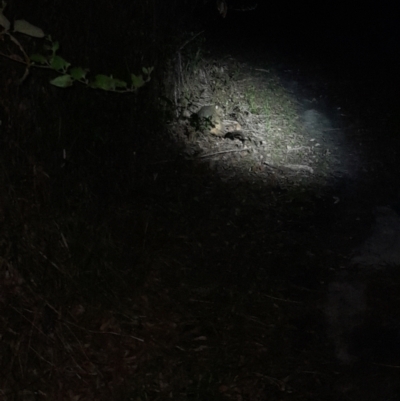 Unidentified Small (Robin, Finch, Thornbill etc) at Ben Boyd National Park - 18 Dec 2023 by VanceLawrence