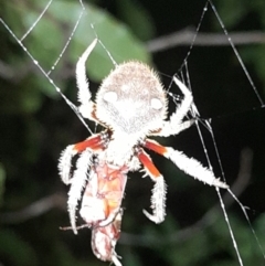 Unidentified Spider (Araneae) at Ben Boyd National Park - 18 Dec 2023 by VanceLawrence