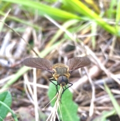 Comptosia sp. (genus) at Farrer Ridge - 21 Dec 2023