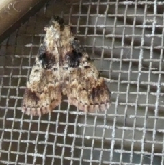 Salma marmorea (A Pyralid moth) at Queanbeyan, NSW - 16 Dec 2023 by Paul4K