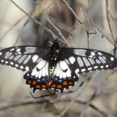 Papilio anactus (Dainty Swallowtail) at Mount Jerrabomberra QP - 15 Dec 2023 by Paul4K