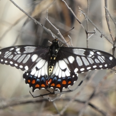 Papilio anactus (Dainty Swallowtail) at Mount Jerrabomberra QP - 15 Dec 2023 by Paul4K