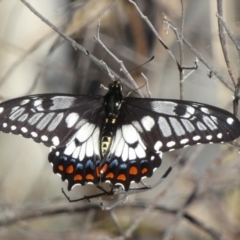 Papilio anactus (Dainty Swallowtail) at Jerrabomberra, NSW - 14 Dec 2023 by Paul4K