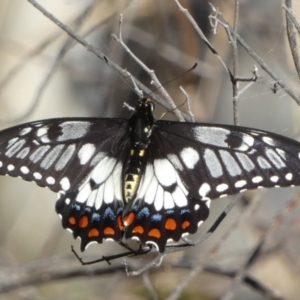 Papilio anactus at Mount Jerrabomberra QP - 15 Dec 2023