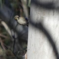 Caligavis chrysops (Yellow-faced Honeyeater) at Jerrabomberra, NSW - 14 Dec 2023 by Paul4K