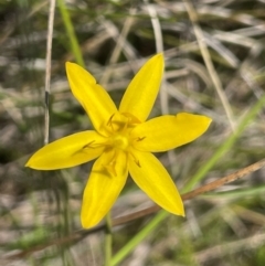 Hypoxis hygrometrica var. hygrometrica (Golden Weather-grass) at Gibraltar Pines - 17 Dec 2023 by JaneR