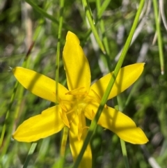 Hypoxis hygrometrica var. hygrometrica at Gibraltar Pines - 17 Dec 2023 03:16 PM