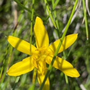 Hypoxis hygrometrica var. hygrometrica at Gibraltar Pines - 17 Dec 2023 03:16 PM