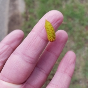 Pseudanapaea denotata at Stirling, ACT - 21 Dec 2023