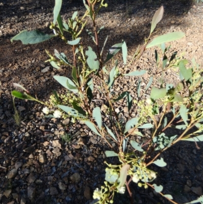 Acacia penninervis (Mountain Hickory) at QPRC LGA - 14 Dec 2023 by Paul4K