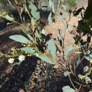 Acacia penninervis at Mount Jerrabomberra - 15 Dec 2023