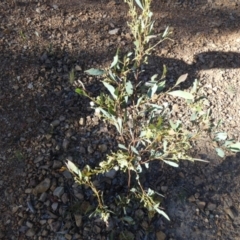 Acacia penninervis at Mount Jerrabomberra - 15 Dec 2023