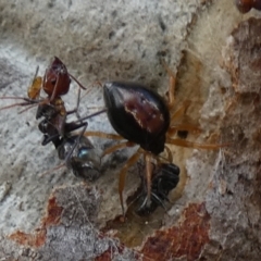 Euryopis umbilicata at QPRC LGA - 17 Dec 2023