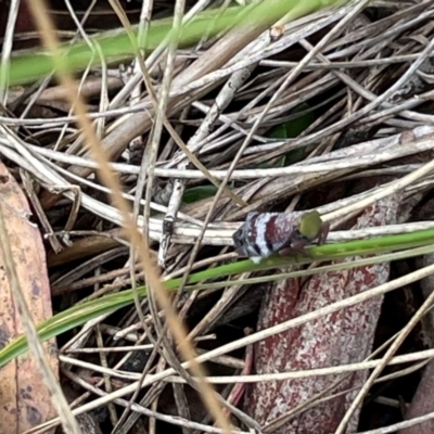 Platybrachys sp. (genus) (A gum hopper) at Wanniassa Hill - 30 Nov 2023 by croftel