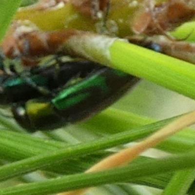 Melobasis sp. (genus) (Unidentified Melobasis jewel Beetle) at QPRC LGA - 18 Dec 2023 by Paul4K