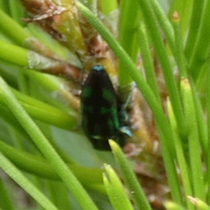 Melobasis sp. (genus) at QPRC LGA - suppressed