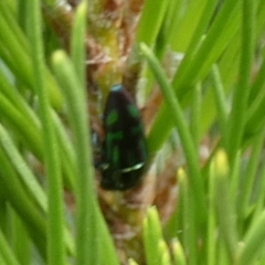 Melobasis sp. (genus) at QPRC LGA - suppressed