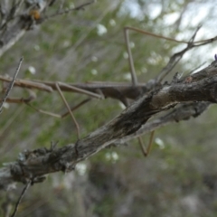 Archimantis latistyla at QPRC LGA - 18 Dec 2023