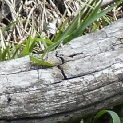 Conocephalus semivittatus (Meadow katydid) at Borough, NSW - 18 Dec 2023 by Paul4K