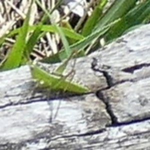 Conocephalus semivittatus at QPRC LGA - 19 Dec 2023