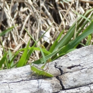 Conocephalus semivittatus at QPRC LGA - 19 Dec 2023