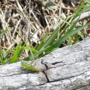 Conocephalus semivittatus at QPRC LGA - 19 Dec 2023